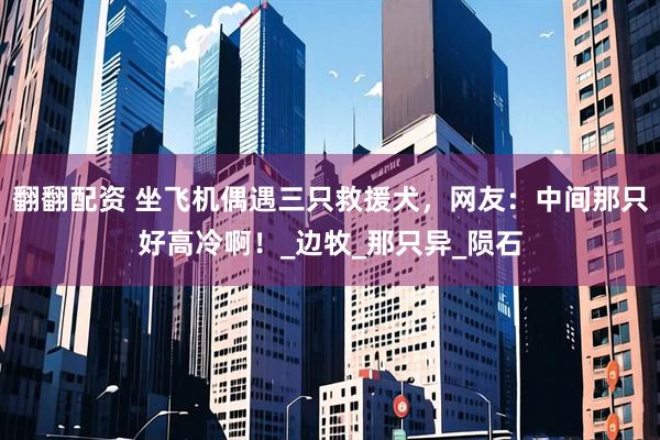 翻翻配资 坐飞机偶遇三只救援犬，网友：中间那只好高冷啊！_边牧_那只异_陨石