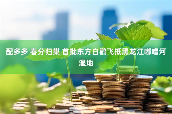 配多多 春分归巢 首批东方白鹳飞抵黑龙江嘟噜河湿地